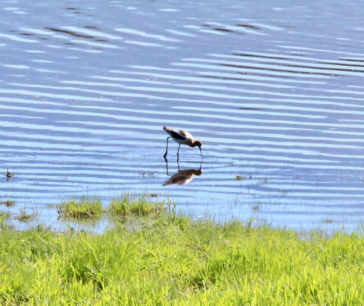 Avocette d'Amérique - ML618959069