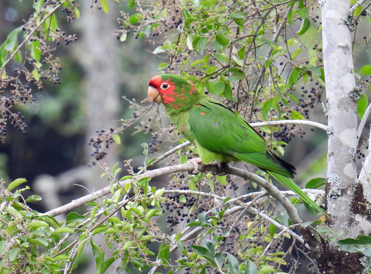 Mitred Parakeet - ML618959084