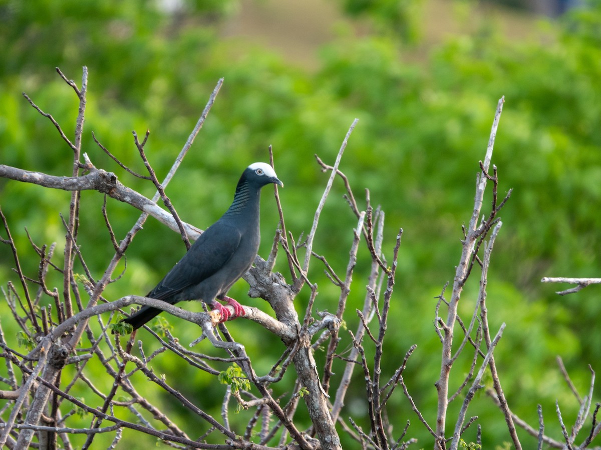 White-crowned Pigeon - Andrea Pacheco