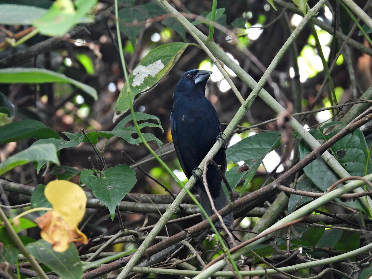 Blue-black Grosbeak - ML618959098