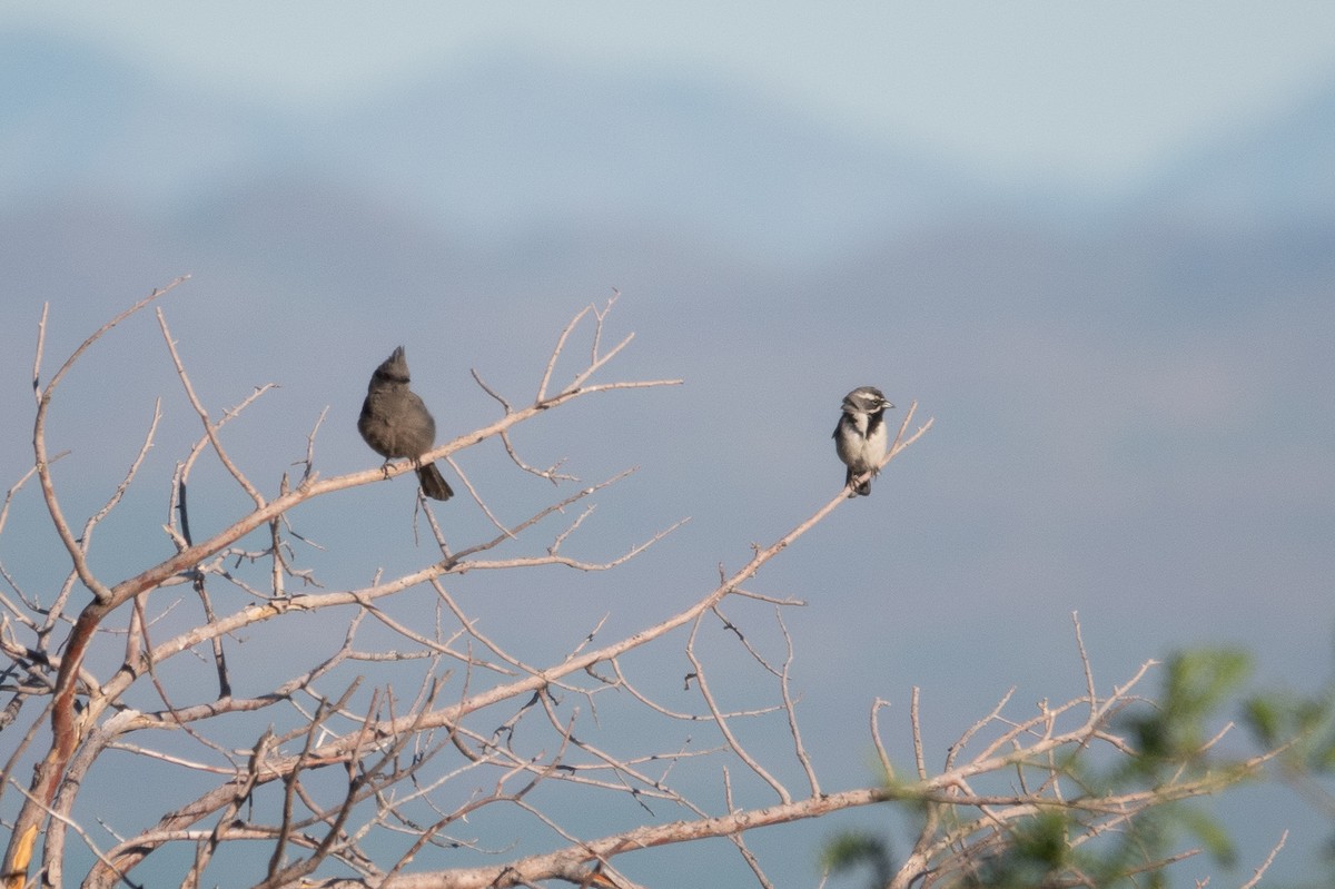Black-throated Sparrow - Steve Valasek