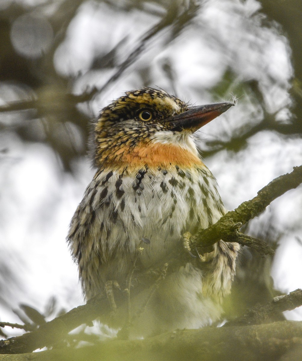 Spot-backed Puffbird - federico nagel