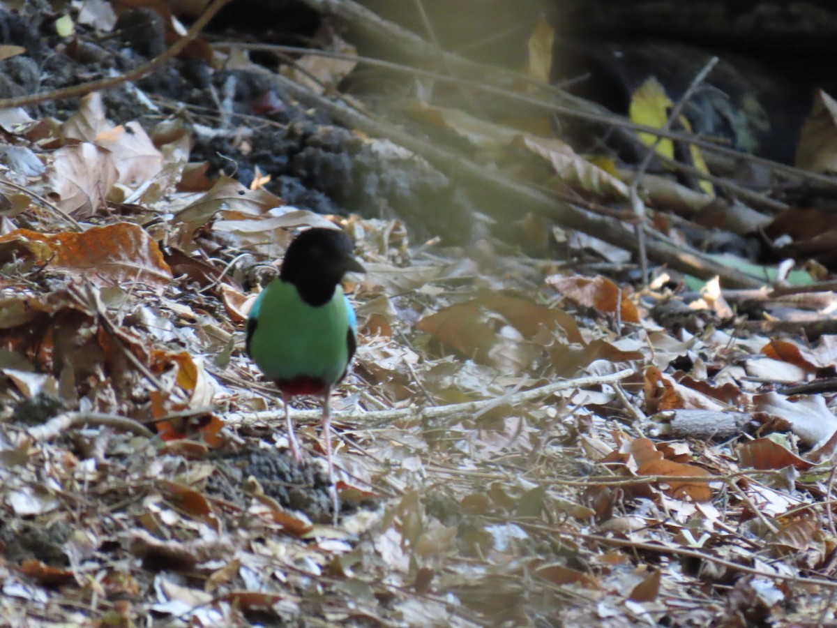 Western Hooded Pitta (Philippine) - ML618959133