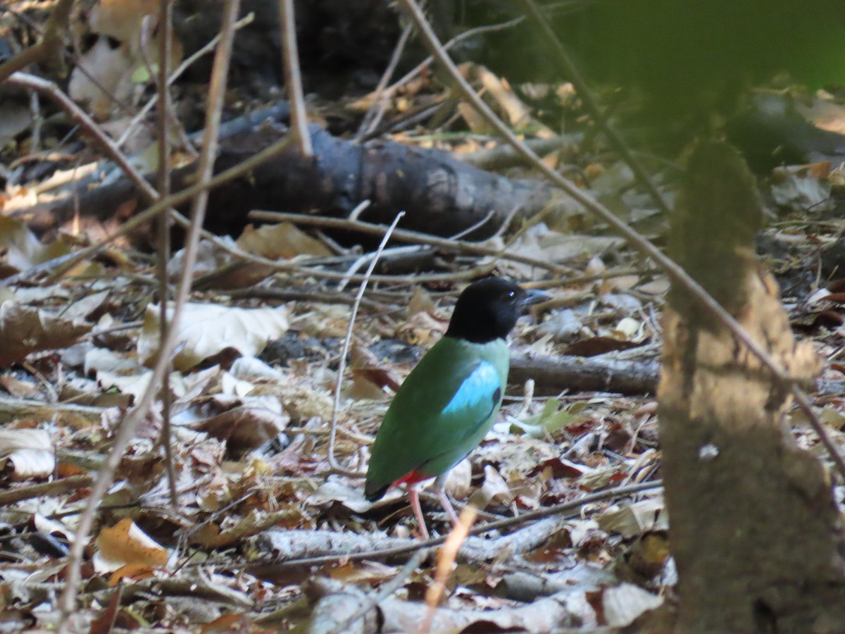 Western Hooded Pitta (Philippine) - ML618959134