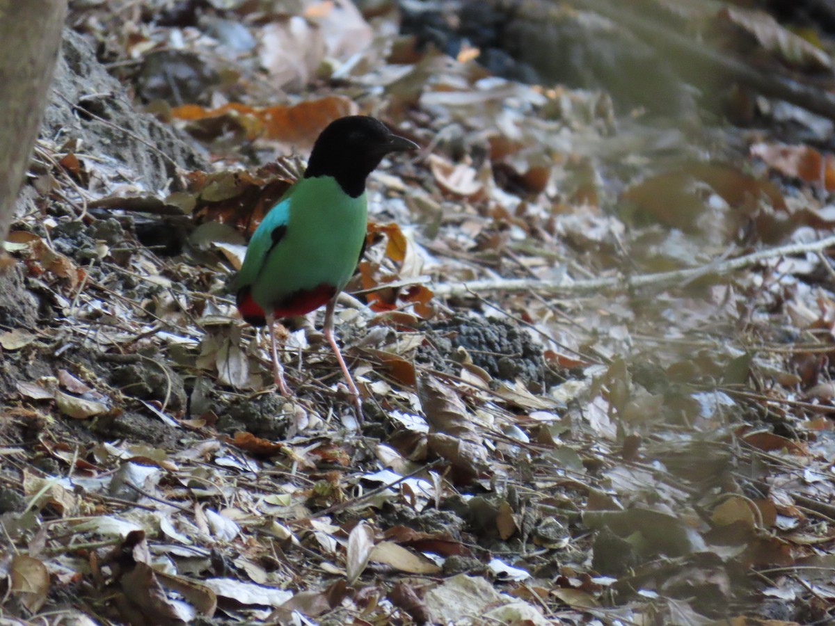 Western Hooded Pitta (Philippine) - ML618959135