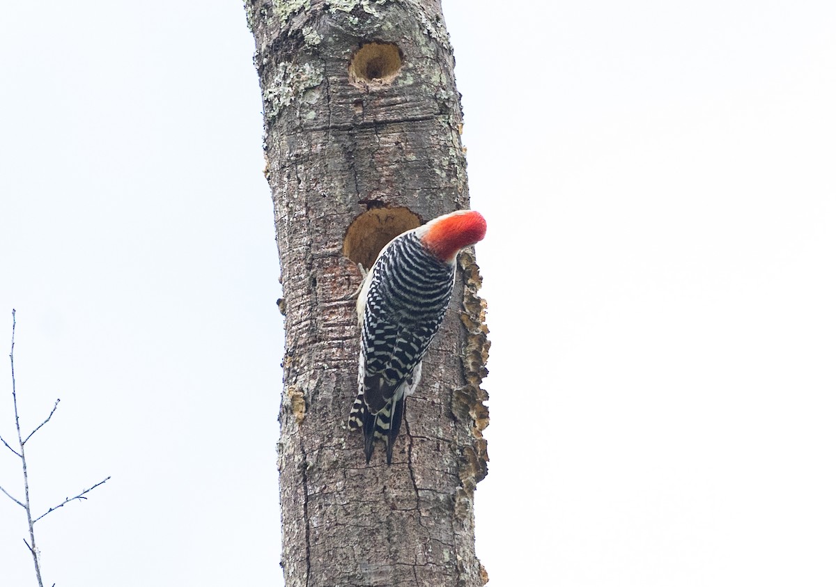 Red-bellied Woodpecker - Gabrielle Harper