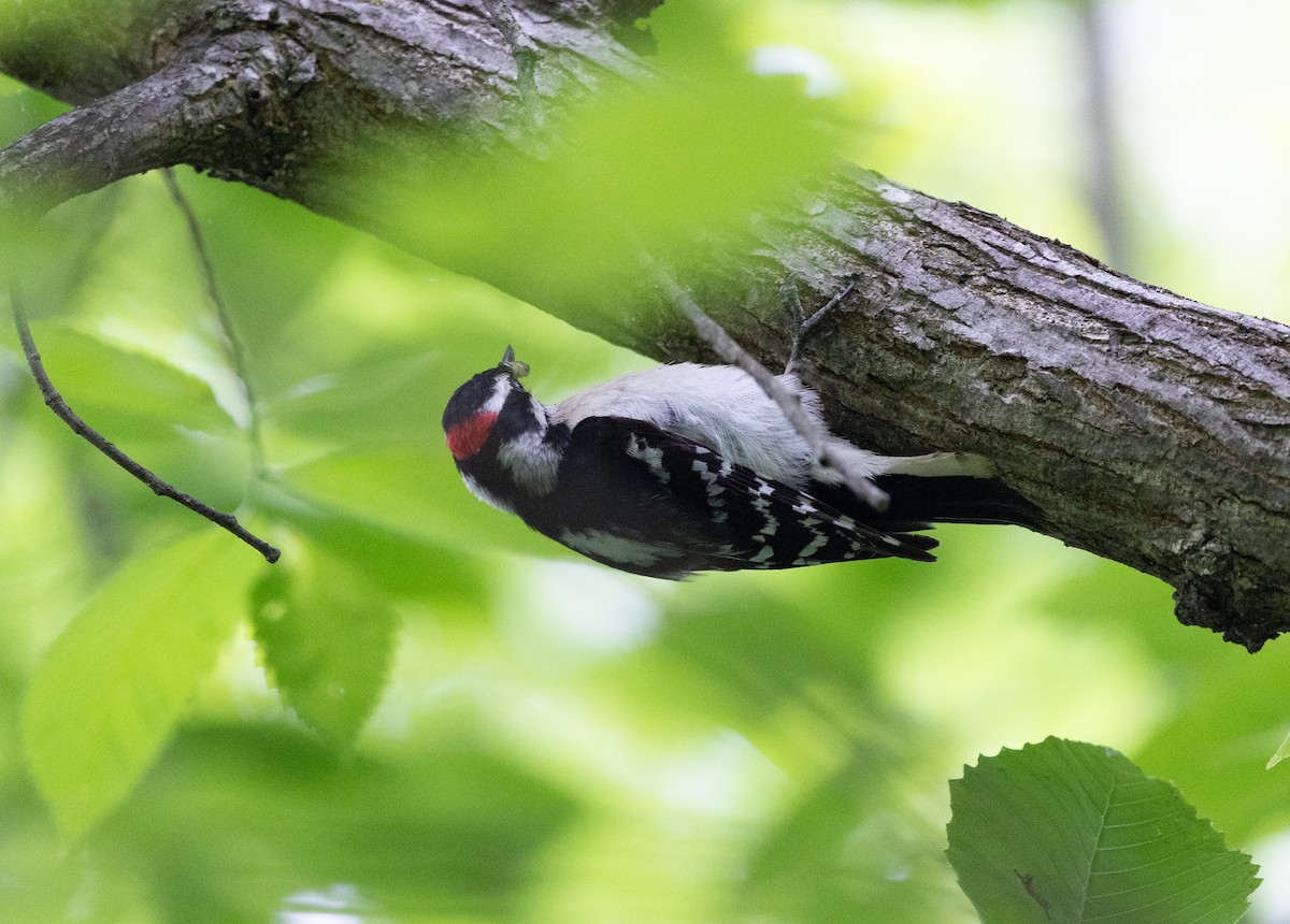 Downy Woodpecker - ML618959161