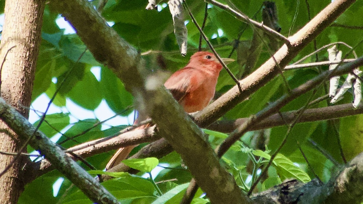 Summer Tanager - Jan Ekkers