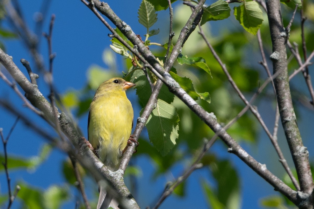 American Goldfinch - ML618959164