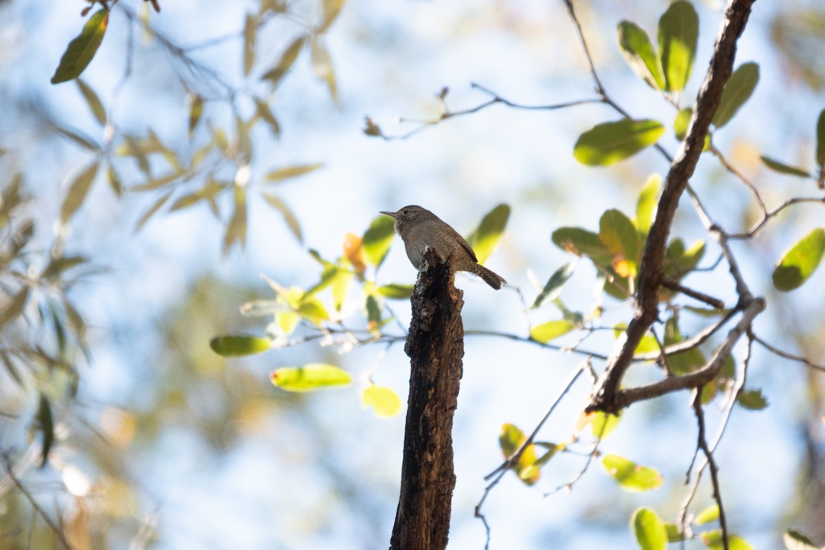 House Wren - Steve Valasek