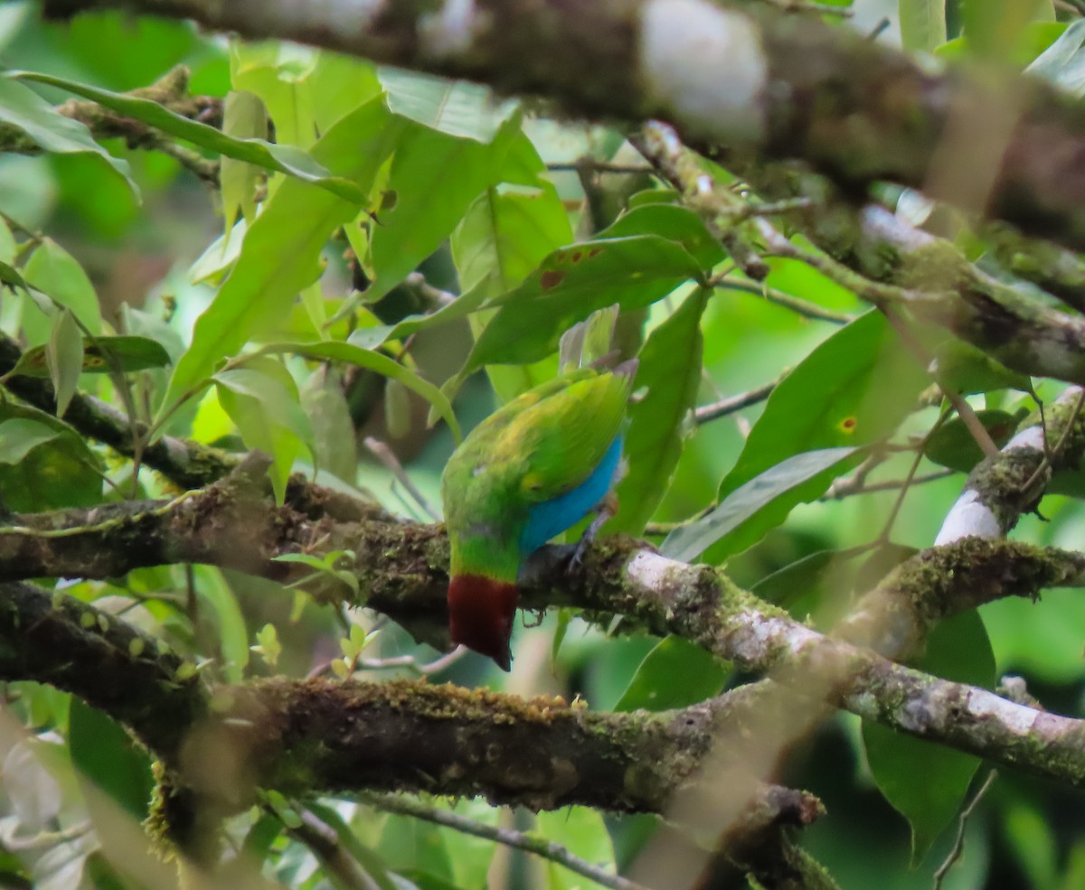 Bay-headed Tanager - Clara Camargo