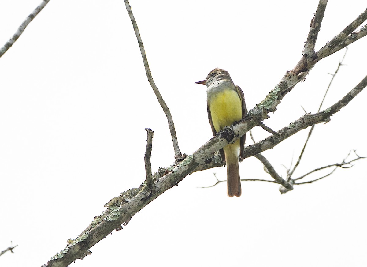Great Crested Flycatcher - ML618959168
