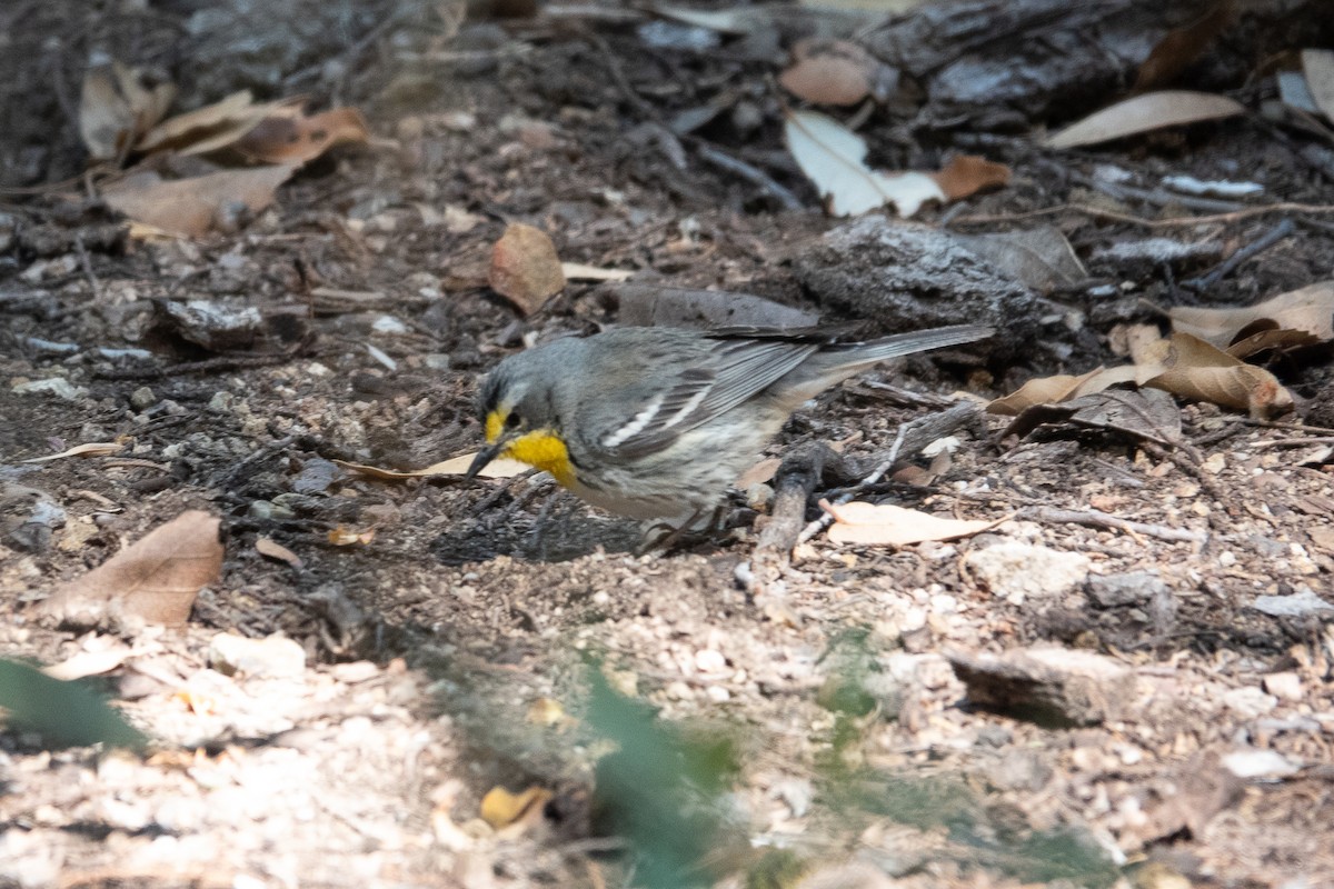 Grace's Warbler - Steve Valasek