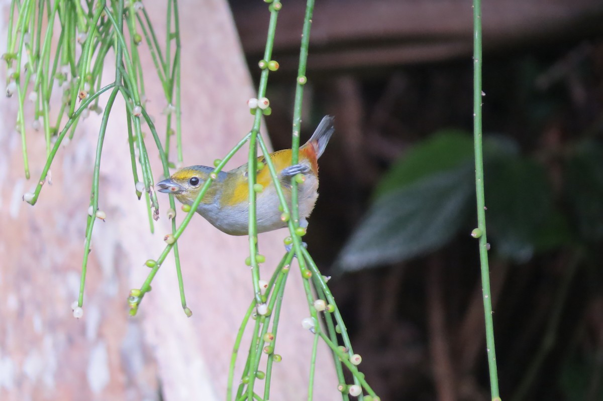 Chestnut-bellied Euphonia - Jonathan Ehlert