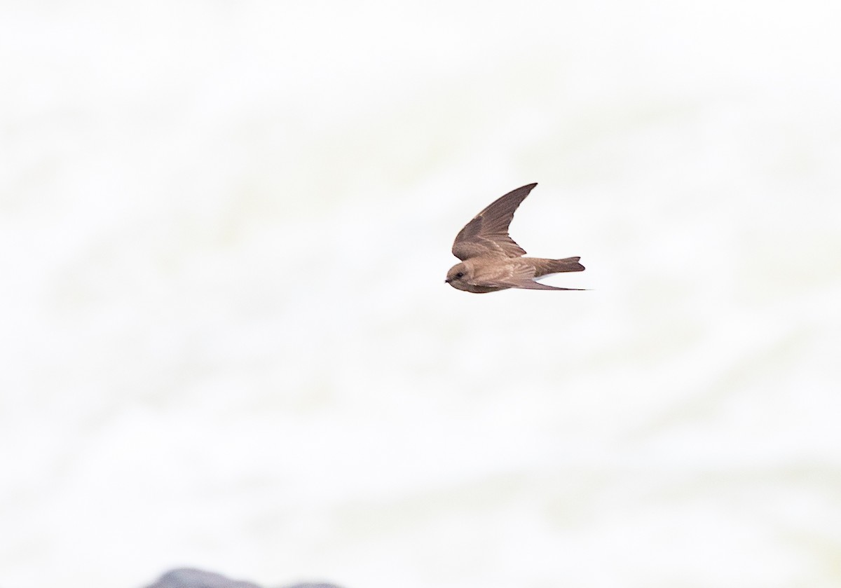 Northern Rough-winged Swallow - Gabrielle Harper
