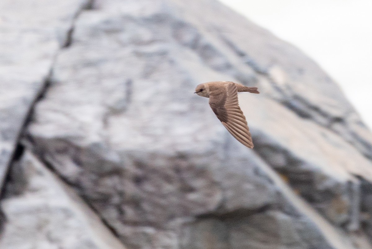 Northern Rough-winged Swallow - ML618959192