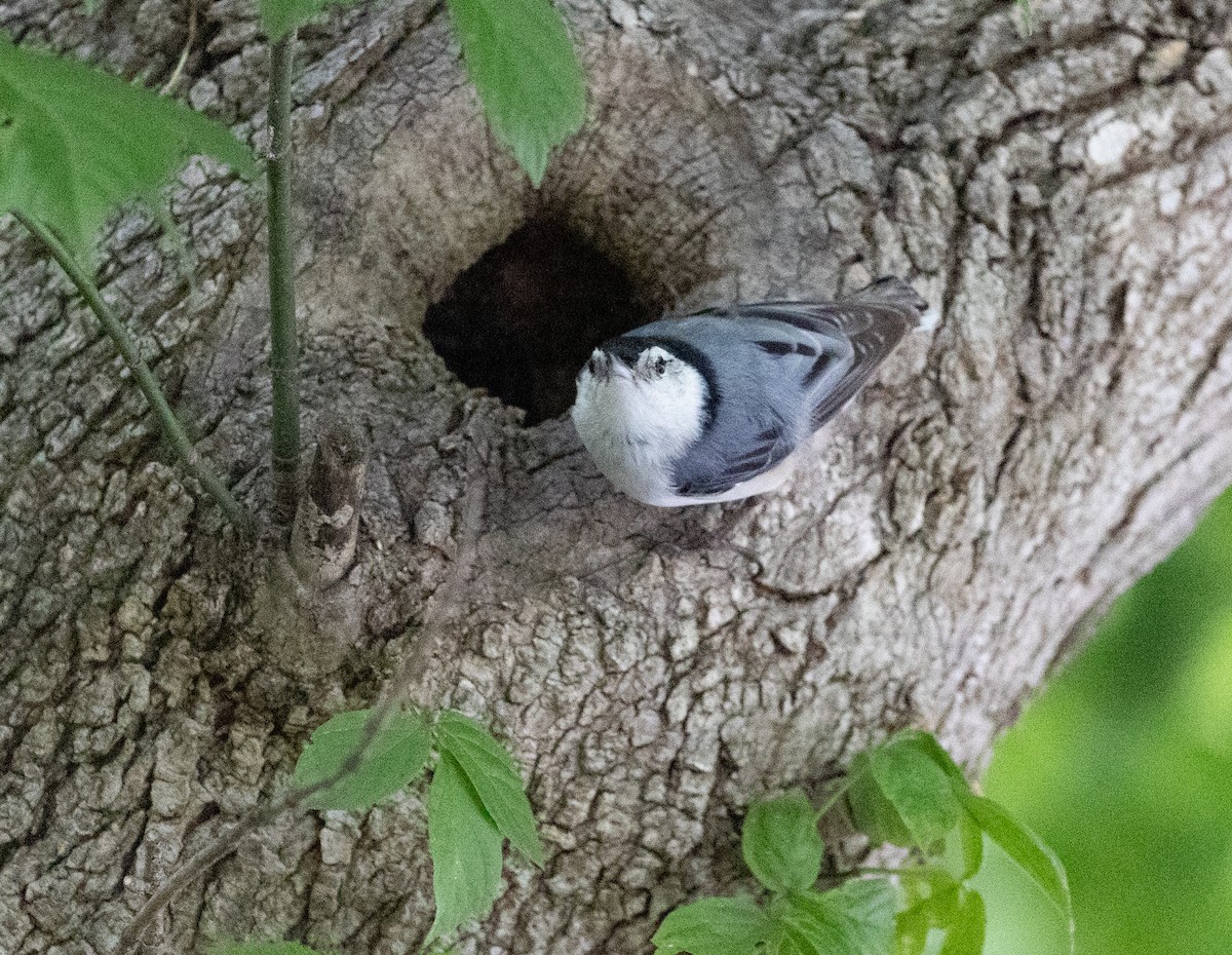 White-breasted Nuthatch - Gabrielle Harper