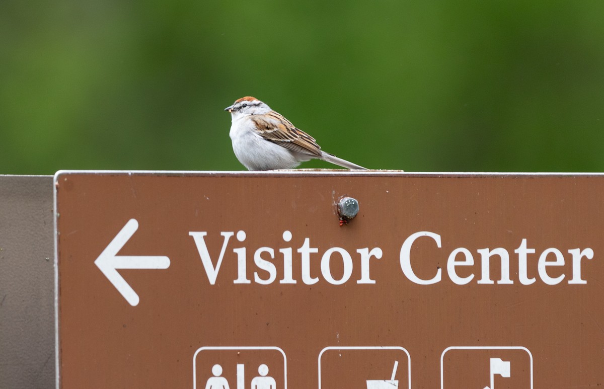 Chipping Sparrow - ML618959199