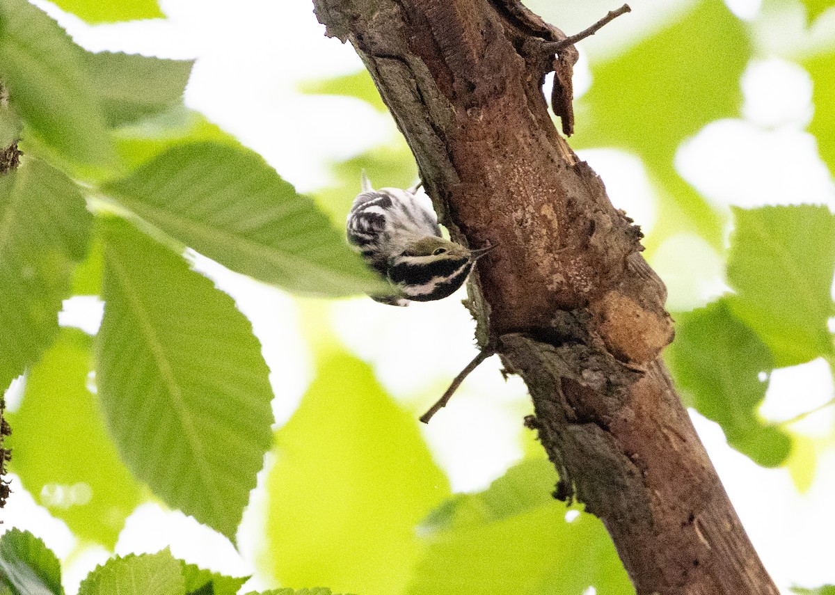 Black-and-white Warbler - ML618959207