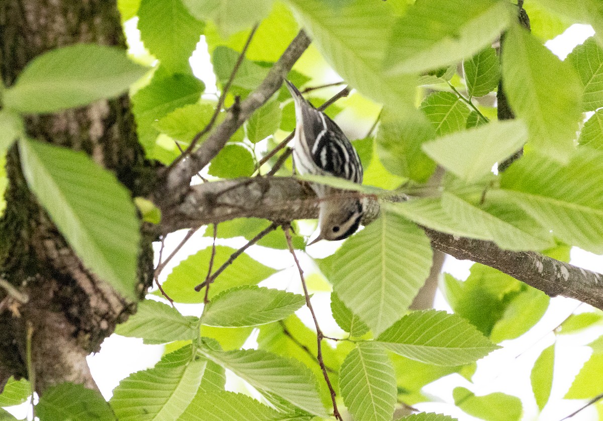 Black-and-white Warbler - ML618959208