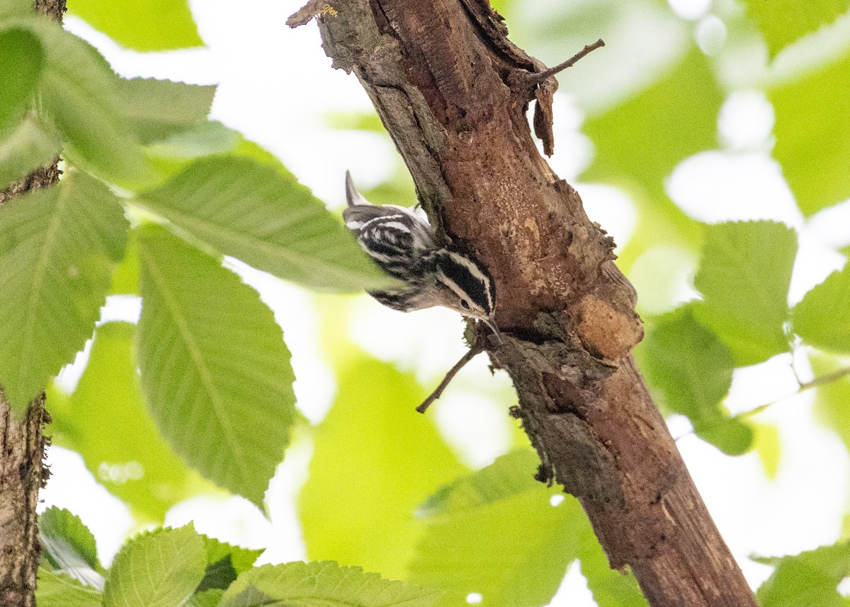 Black-and-white Warbler - ML618959209