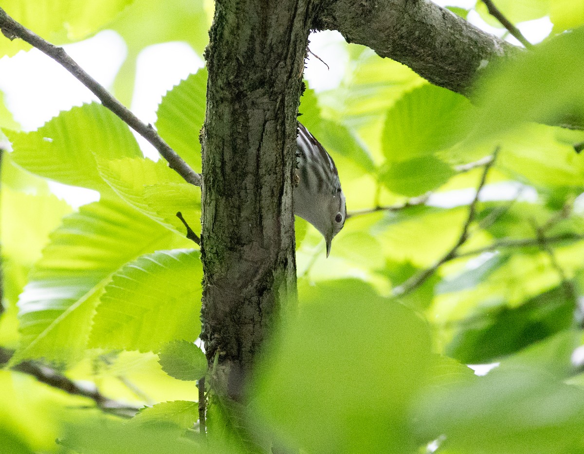 Black-and-white Warbler - ML618959210