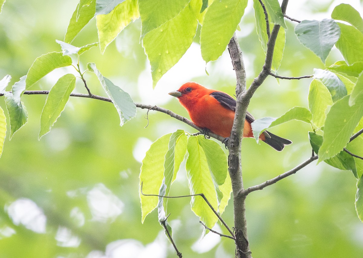 Scarlet Tanager - ML618959225