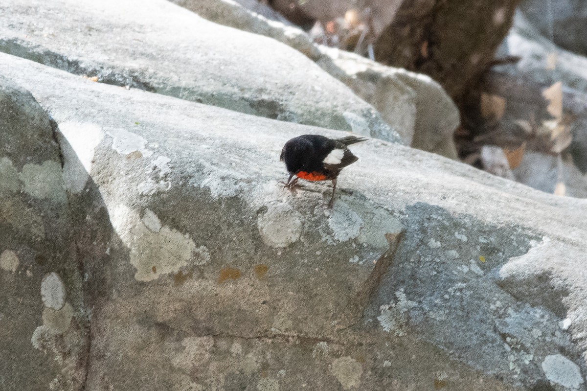 Painted Redstart - Steve Valasek