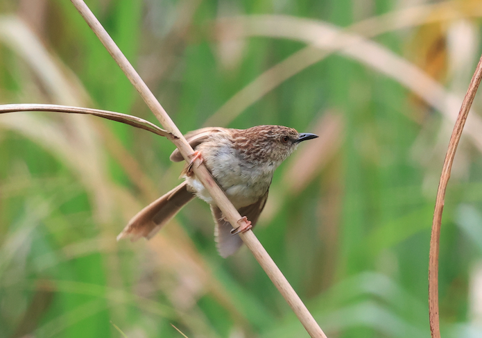 Striped Prinia - ML618959229