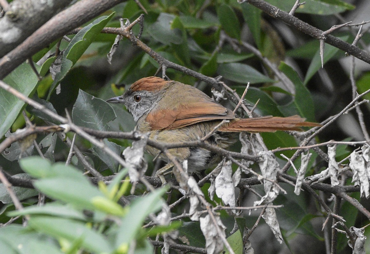 Sooty-fronted Spinetail - federico nagel