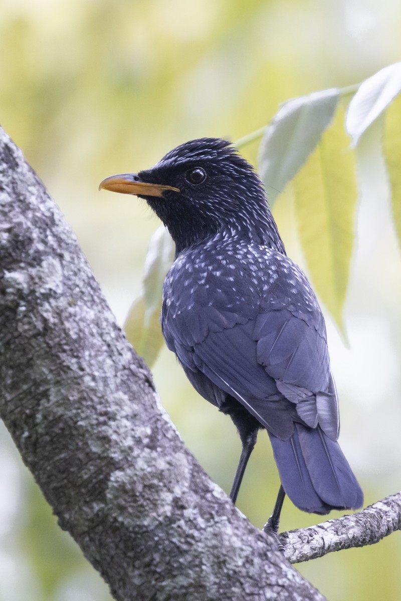 Blue Whistling-Thrush - Robert Lewis