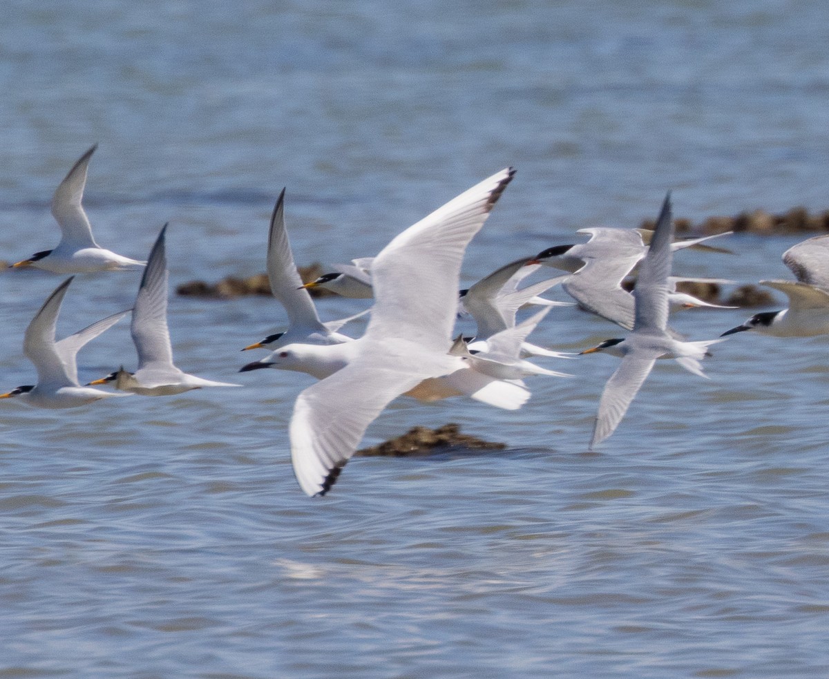 Slender-billed Gull - ML618959258