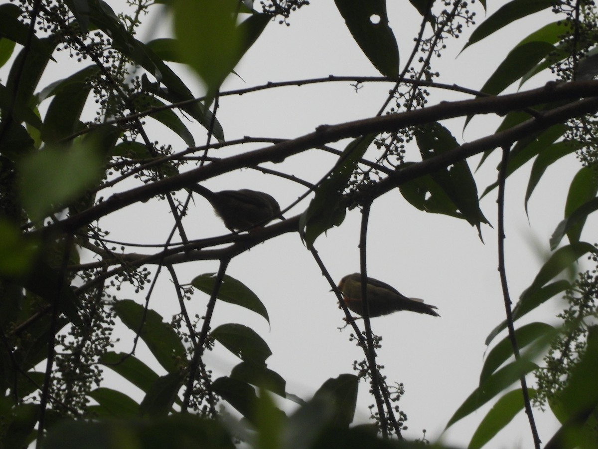 Orange-fronted Plushcrown - Juan Aguilar