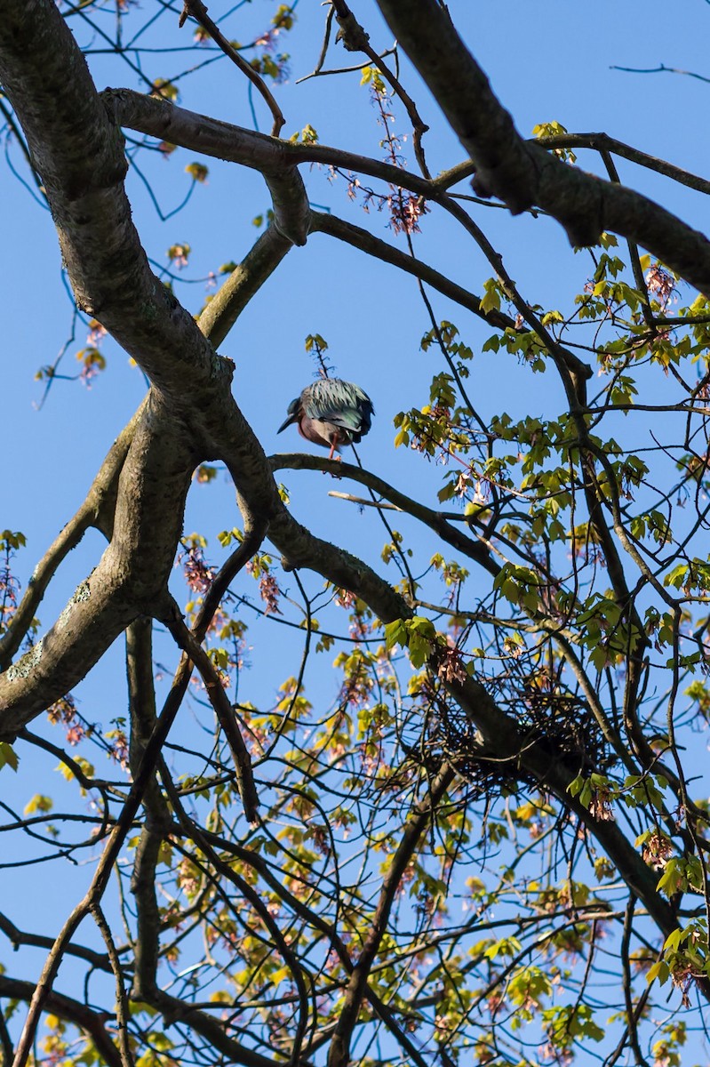 Green Heron - ML618959261