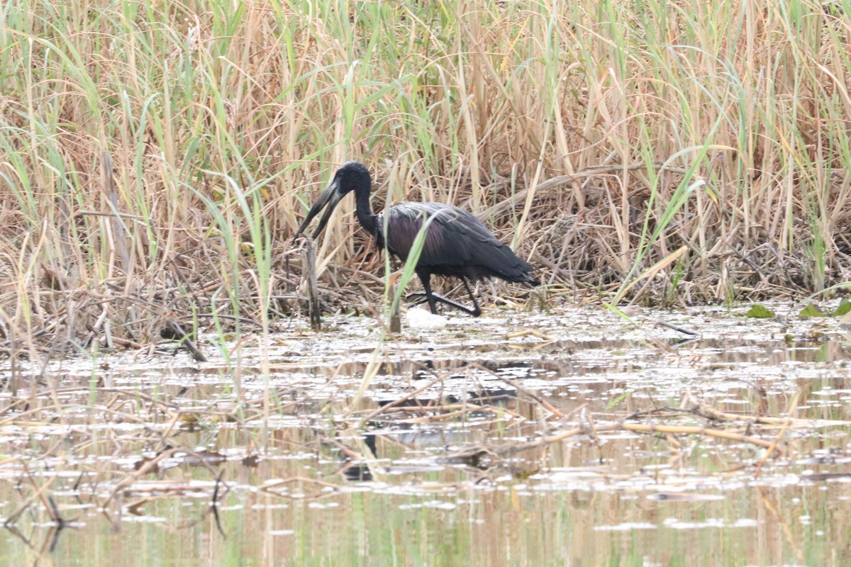 African Openbill - Nyreen Roberts