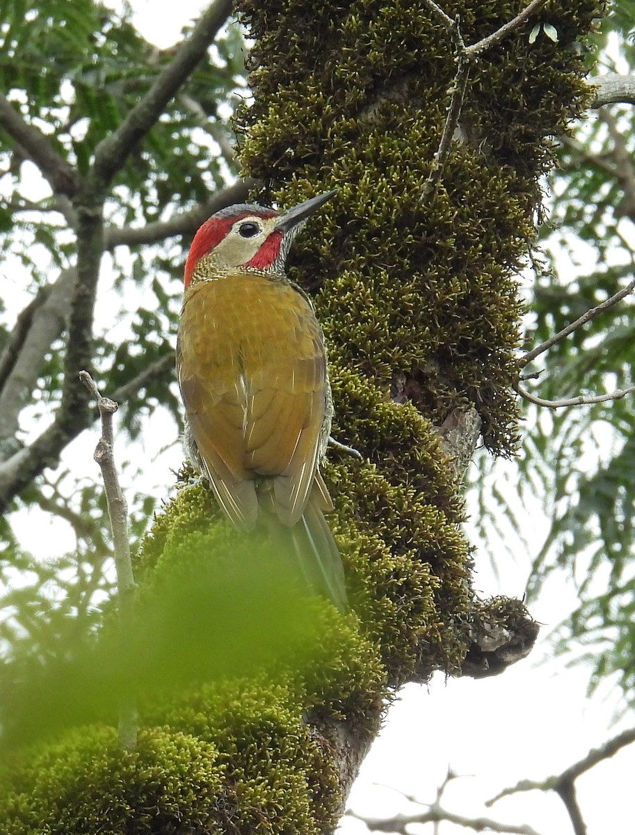 Golden-olive Woodpecker - Carlos Cabrera