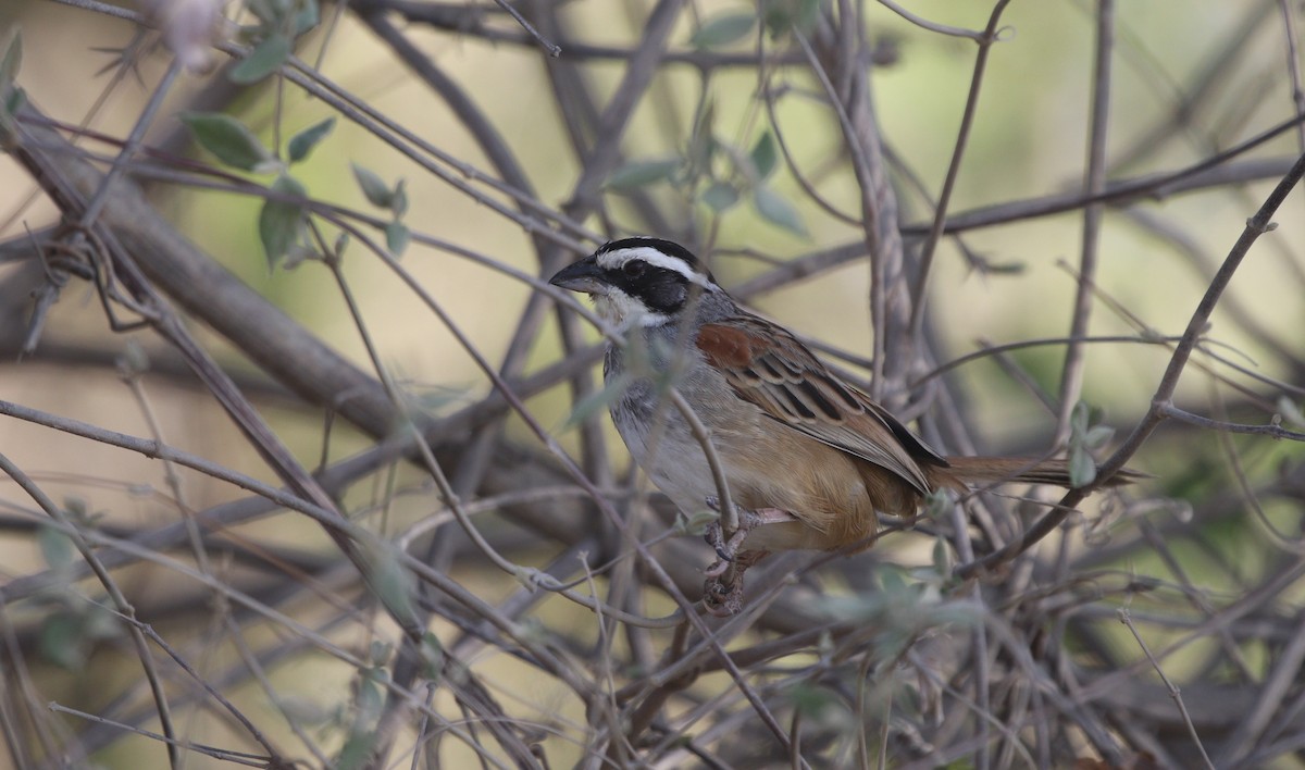 Stripe-headed Sparrow - Richard Greenhalgh