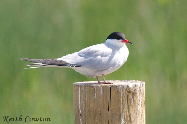 Common Tern - Keith Cowton