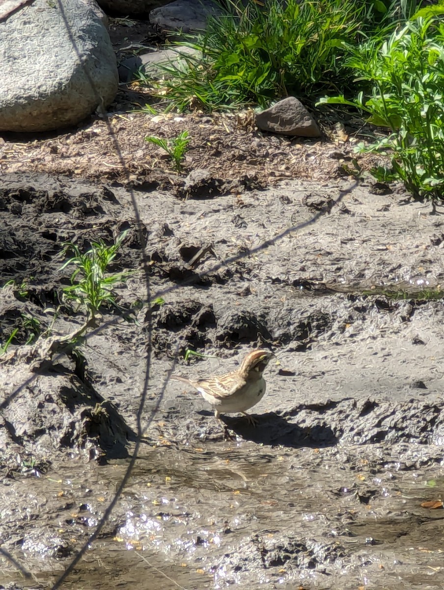 Lark Sparrow - Steve Valasek