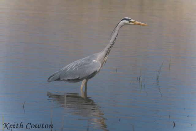 Gray Heron - ML618959346