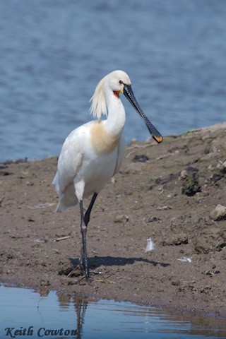 Eurasian Spoonbill - ML618959353