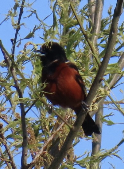 Orchard Oriole - Brenda Meese