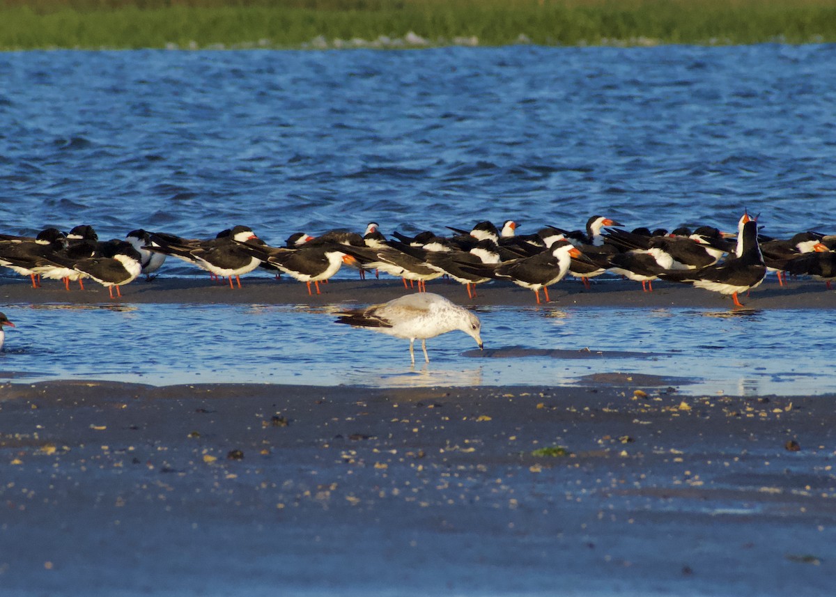 Ring-billed Gull - ML618959379