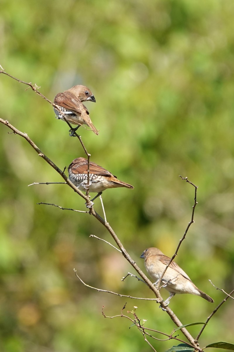 Scaly-breasted Munia - Brecht Caers