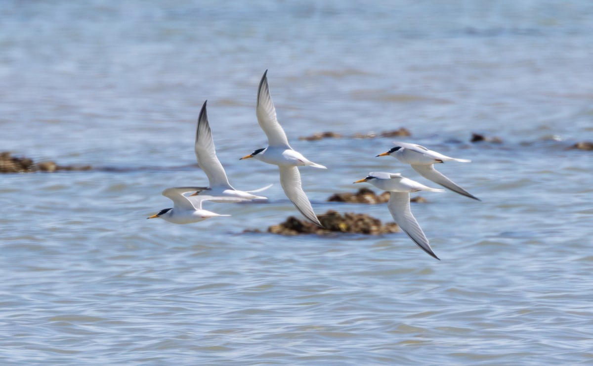 Little Tern - ML618959404