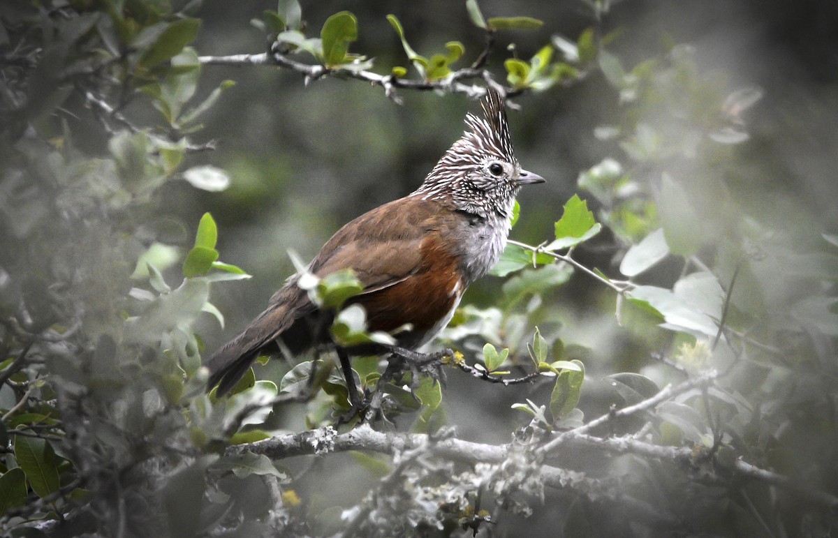 Crested Gallito - federico nagel