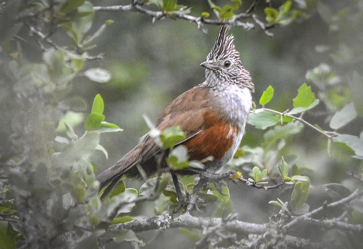 Crested Gallito - federico nagel