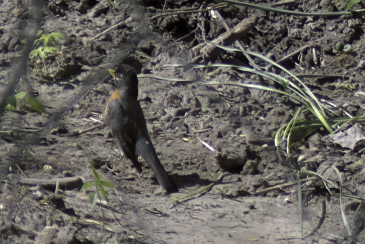 American Robin - Jim Tonkinson