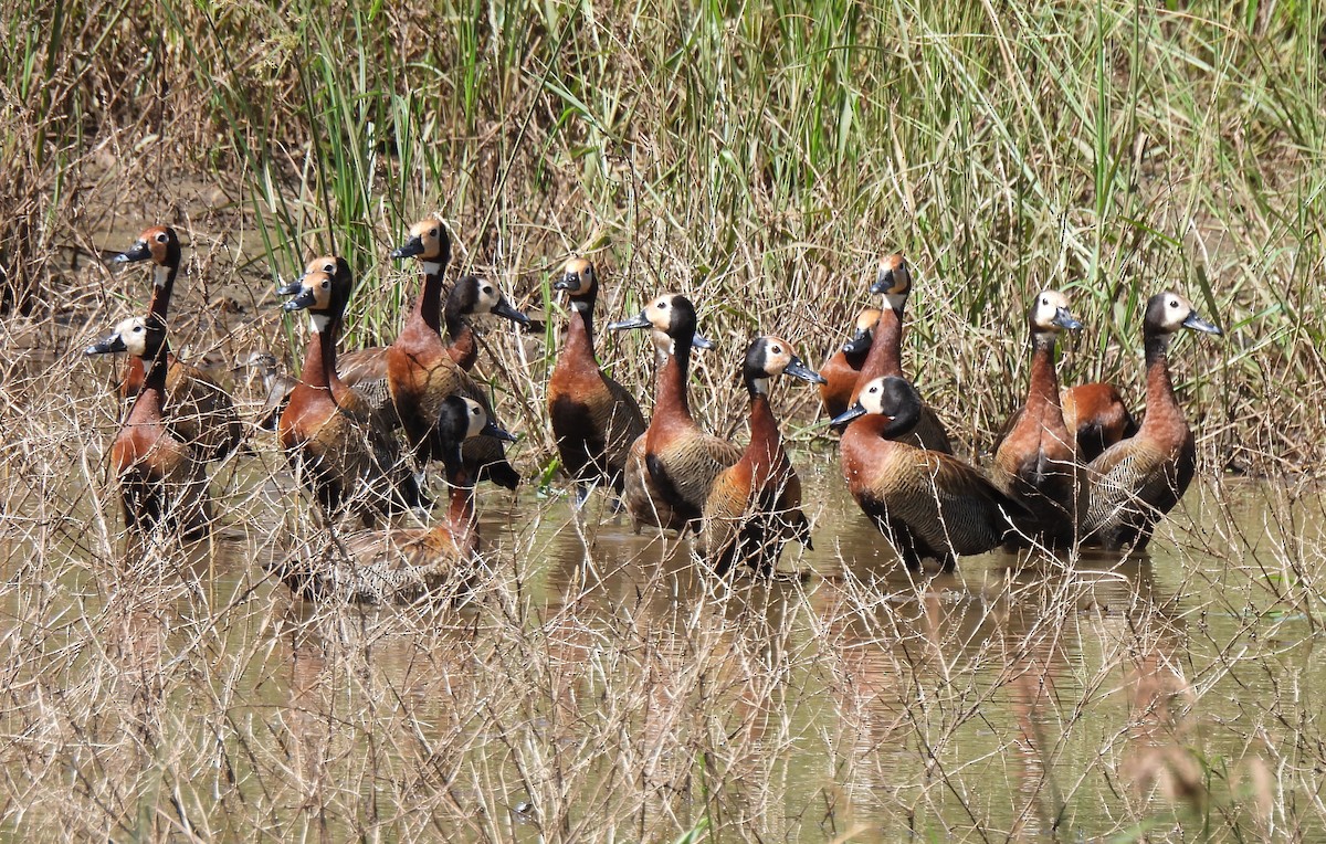 White-faced Whistling-Duck - Hubert Söhner