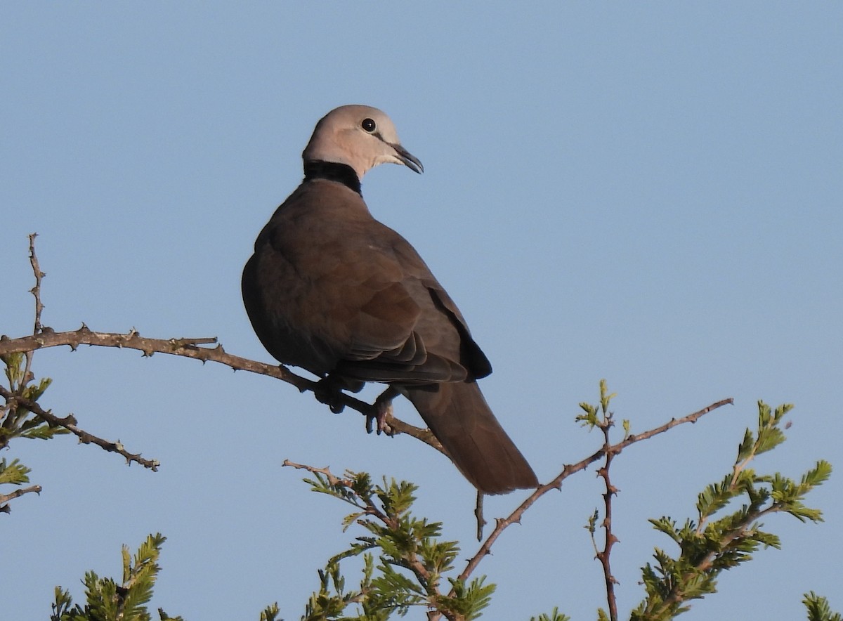 Ring-necked Dove - Hubert Söhner